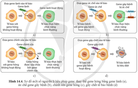 Quan sát hình 14.4 và cho biết có thể sửa chữa gene hỏng trong tế bào bằng cách nào