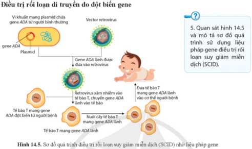 Quan sát hình 14.5 và mô tả sơ đồ quá trình sử dụng liệu pháp gene điều trị rối loạn suy giảm miễn dịch