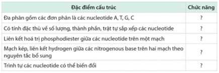 Hãy hoàn thành bảng sau để xác định mỗi đặc điểm cấu trúc đóng góp vào việc thực hiện chức năng nào của DNA