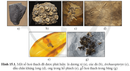 Quan sát và cho biết đặc điểm chung của các hóa thạch trong hình 15.1