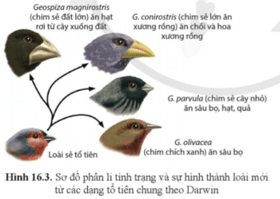 Quan sát hình 16.3 và cho biết mối liên hệ giữa hình dạng mỏ của các loài chim sẻ với dạng thức ăn