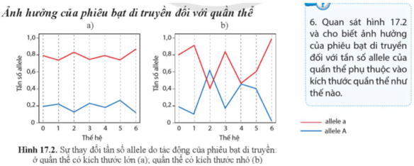 Quan sát hình 17.2 và cho biết ảnh hưởng của phiêu bạt di truyền đối với tần số allele