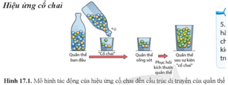 Dựa vào hình 17.1, hãy mô tả sự kiện cổ chai và tác động của sự kiện này