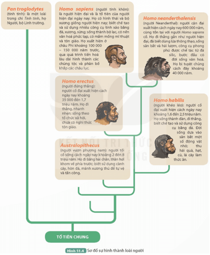 Em hãy vẽ sơ đồ tóm tắt và mô tả các giai đoạn tiến hóa phát sinh loài người