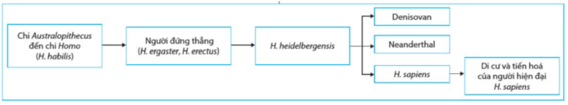 Em hãy vẽ sơ đồ tóm tắt và mô tả các giai đoạn tiến hóa phát sinh loài người
