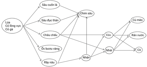 Vẽ một chuỗi thức ăn và một lưới thức ăn đơn giản với các sinh vật quan sát được