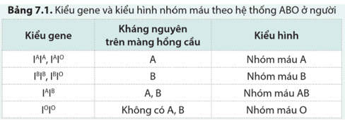 Kháng nguyên A và B trên màng hồng cầu được quy định bởi các allele đồng trội I^A và I^B