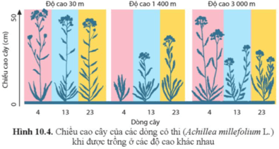 So sánh chiều cao của mỗi dòng cỏ thi hình 10.4 ở các độ cao khác nhau