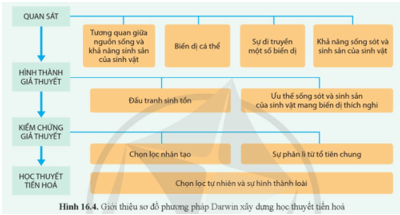 Quan sát hình 16.4, mô tả phương pháp Darwin xây dựng học thuyết về chọn lọc tự nhiên