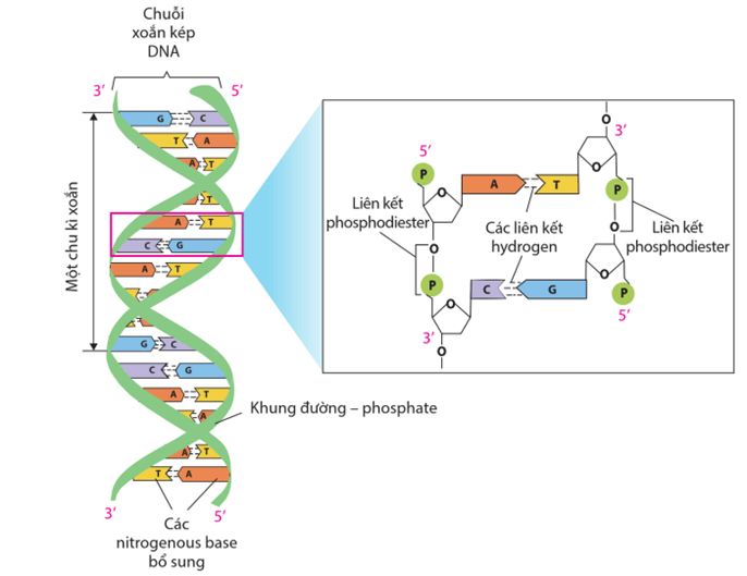 Lý thuyết Gene và sự tái bản DNA (Sinh 12 Cánh diều Bài 1)