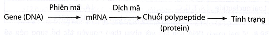 Lý thuyết Gene và sự tái bản DNA (Sinh 12 Cánh diều Bài 1)