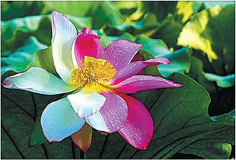 Lý thuyết Gene và sự tái bản DNA (Sinh 12 Cánh diều Bài 1)