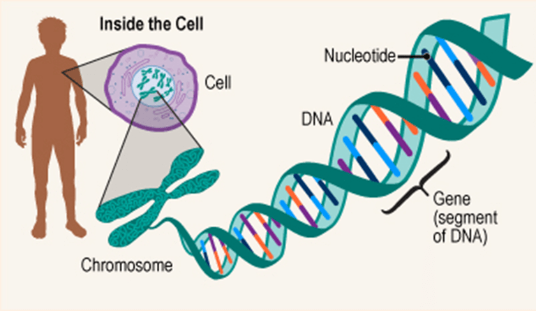 Lý thuyết Gene và sự tái bản DNA (Sinh 12 Cánh diều Bài 1)