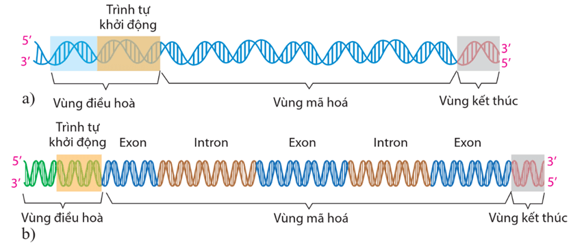 Lý thuyết Gene và sự tái bản DNA (Sinh 12 Cánh diều Bài 1)