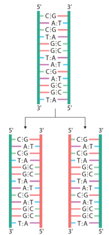 Lý thuyết Gene và sự tái bản DNA (Sinh 12 Cánh diều Bài 1)