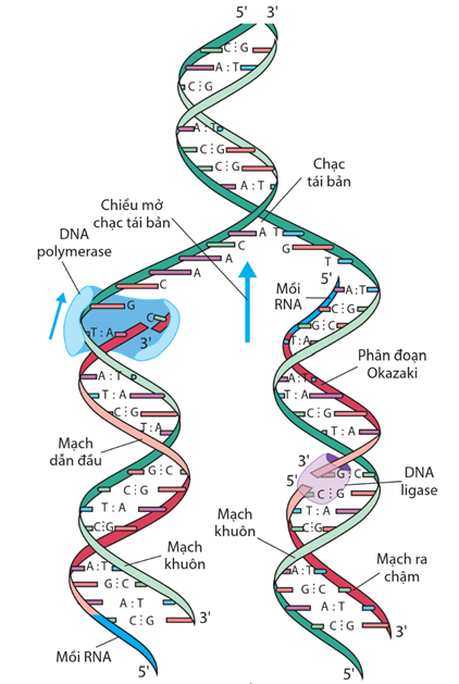 Lý thuyết Gene và sự tái bản DNA (Sinh 12 Cánh diều Bài 1)