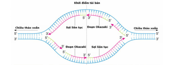 Lý thuyết Gene và sự tái bản DNA (Sinh 12 Cánh diều Bài 1)