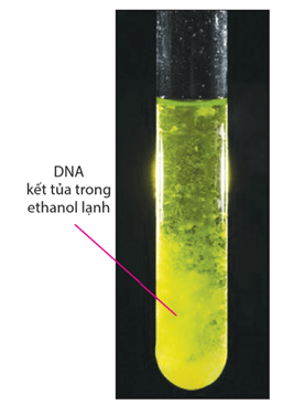 Lý thuyết Gene và sự tái bản DNA (Sinh 12 Cánh diều Bài 1)