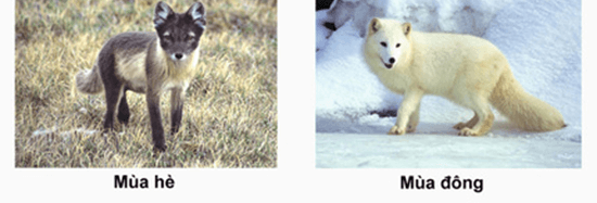 Lý thuyết Mối quan hệ giữa kiểu gene, môi trường và kiểu hình (Sinh 12 Cánh diều Bài 10)