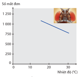 Lý thuyết Mối quan hệ giữa kiểu gene, môi trường và kiểu hình (Sinh 12 Cánh diều Bài 10)