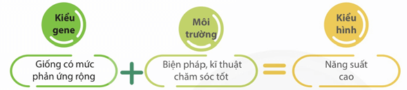 Lý thuyết Mối quan hệ giữa kiểu gene, môi trường và kiểu hình (Sinh 12 Cánh diều Bài 10)