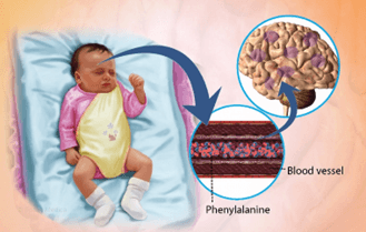 Lý thuyết Mối quan hệ giữa kiểu gene, môi trường và kiểu hình (Sinh 12 Cánh diều Bài 10)