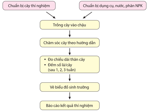 Lý thuyết Mối quan hệ giữa kiểu gene, môi trường và kiểu hình (Sinh 12 Cánh diều Bài 10)