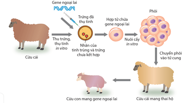 Lý thuyết Hệ gene, công nghệ gene và ứng dụng (Sinh 12 Cánh diều Bài 11)