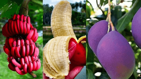 Lý thuyết Hệ gene, công nghệ gene và ứng dụng (Sinh 12 Cánh diều Bài 11)