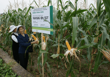 Lý thuyết Hệ gene, công nghệ gene và ứng dụng (Sinh 12 Cánh diều Bài 11)
