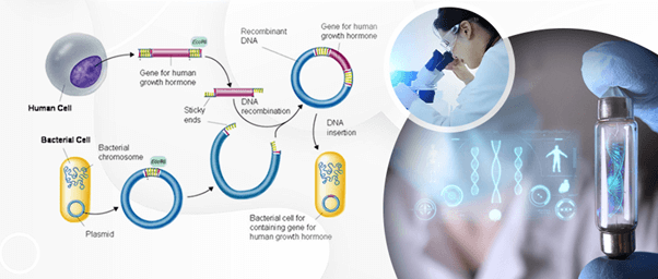 Lý thuyết Hệ gene, công nghệ gene và ứng dụng (Sinh 12 Cánh diều Bài 11)