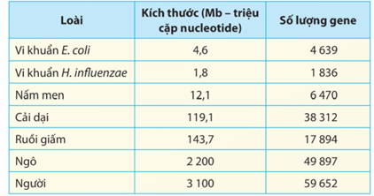 Lý thuyết Hệ gene, công nghệ gene và ứng dụng (Sinh 12 Cánh diều Bài 11)