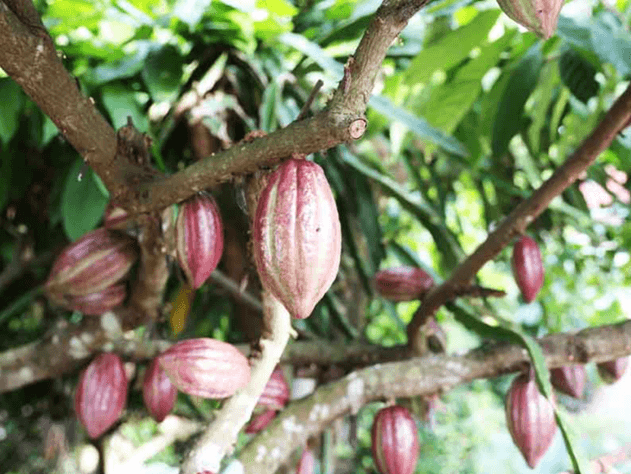 Lý thuyết Thành tựu chọn, tạo giống bằng lai hữu tính (Sinh 12 Cánh diều Bài 12)