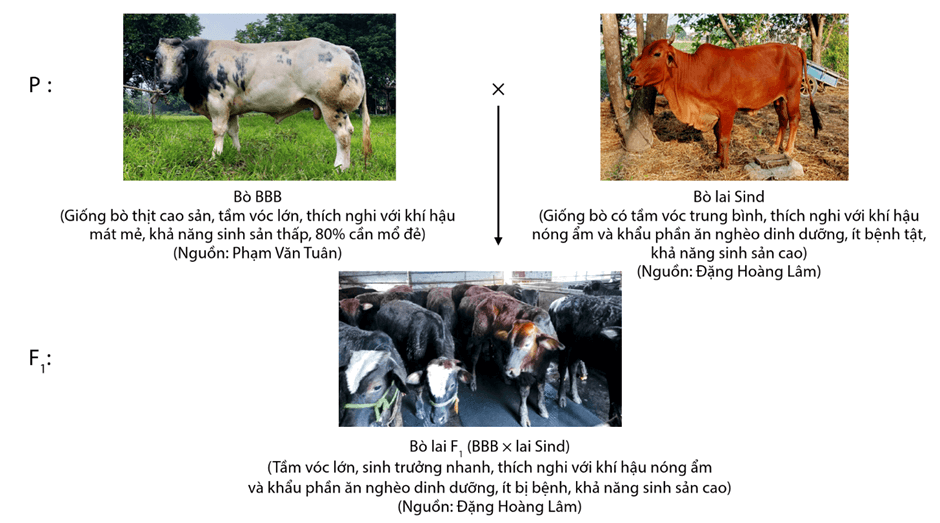 Lý thuyết Thành tựu chọn, tạo giống bằng lai hữu tính (Sinh 12 Cánh diều Bài 12)