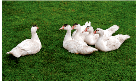 Lý thuyết Thành tựu chọn, tạo giống bằng lai hữu tính (Sinh 12 Cánh diều Bài 12)