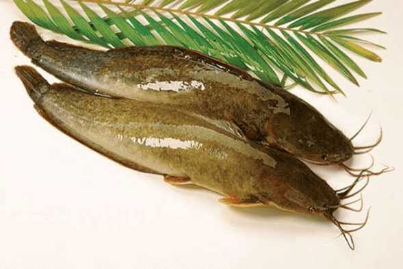 Lý thuyết Thành tựu chọn, tạo giống bằng lai hữu tính (Sinh 12 Cánh diều Bài 12)