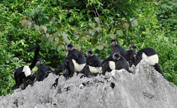 Lý thuyết Di truyền học quần thể (Sinh 12 Cánh diều Bài 13)