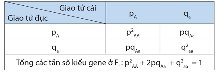 Lý thuyết Di truyền học quần thể (Sinh 12 Cánh diều Bài 13)
