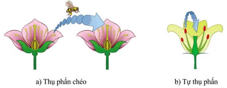 Lý thuyết Di truyền học quần thể (Sinh 12 Cánh diều Bài 13)