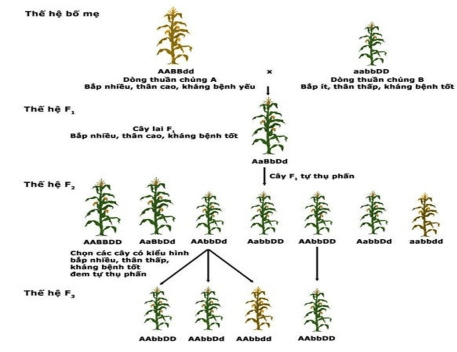 Lý thuyết Di truyền học quần thể (Sinh 12 Cánh diều Bài 13)