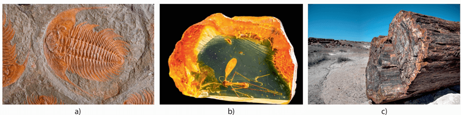 Lý thuyết Bằng chứng tiến hoá (Sinh 12 Cánh diều Bài 15)