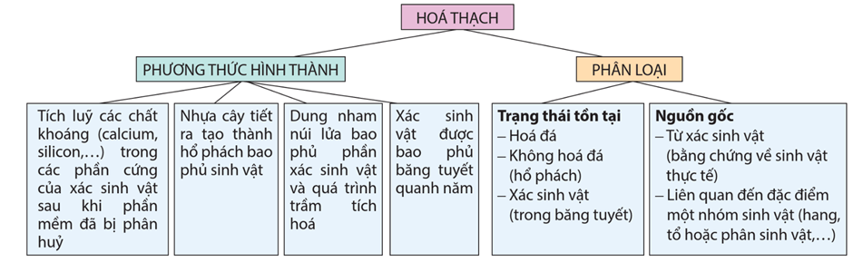 Lý thuyết Bằng chứng tiến hoá (Sinh 12 Cánh diều Bài 15)