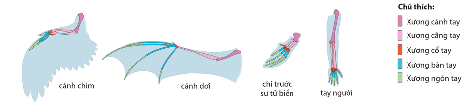 Lý thuyết Bằng chứng tiến hoá (Sinh 12 Cánh diều Bài 15)