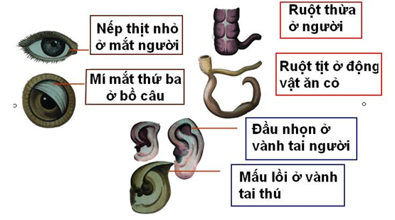 Lý thuyết Bằng chứng tiến hoá (Sinh 12 Cánh diều Bài 15)
