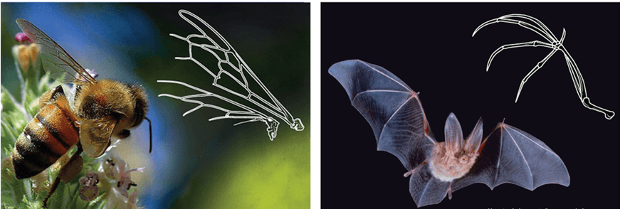 Lý thuyết Bằng chứng tiến hoá (Sinh 12 Cánh diều Bài 15)