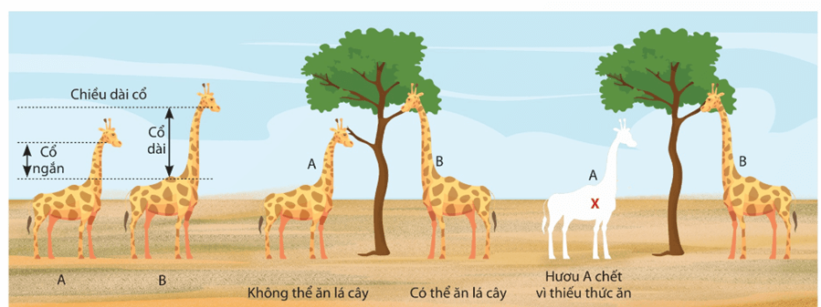 Lý thuyết Quan niệm của Darwin về chọn lọc tự nhiên và hình thành loài (Sinh 12 Cánh diều Bài 16)