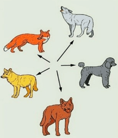 Lý thuyết Thuyết tiến hóa tổng hợp hiện đại (Phần 1) (Sinh 12 Cánh diều Bài 17)