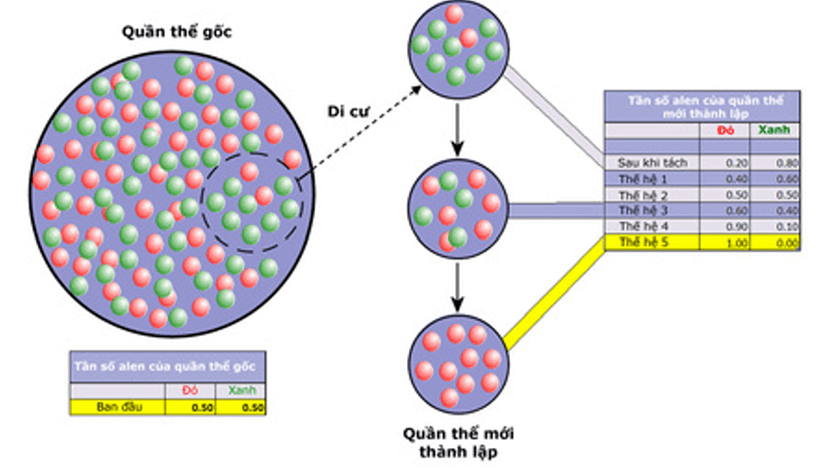 Lý thuyết Thuyết tiến hóa tổng hợp hiện đại (Phần 1) (Sinh 12 Cánh diều Bài 17)