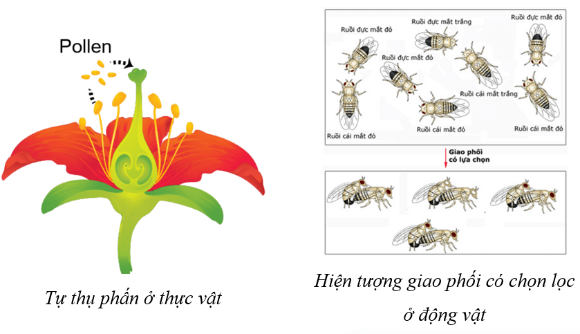 Lý thuyết Thuyết tiến hóa tổng hợp hiện đại (Phần 1) (Sinh 12 Cánh diều Bài 17)