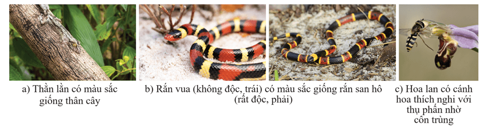 Lý thuyết Thuyết tiến hóa tổng hợp hiện đại (Phần 1) (Sinh 12 Cánh diều Bài 17)